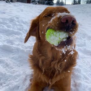 Meet your Posher, Tara